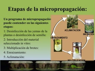 Un programa de micropropagación
puede contender en las siguientes
etapas:
1: Desinfección de las yemas de la
plantas o desinfección de semilla:
2: Introducción del material
seleccionado in vitro:
3: Multiplicación de brotes:
4: Enraizamiento:
5: Aclimatación:
 