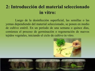 2: Introducción del material seleccionado
                in vitro:
        Luego de la desinfección superficial, las semillas o las
yemas dependiendo del material seleccionado, se ponen en medio
de cultivo estéril. En un período de una semana o quince días,
comienza el proceso de germinación o regeneración de nuevos
tejidos vegetales, iniciando el ciclo de cultivo in vitro.
 