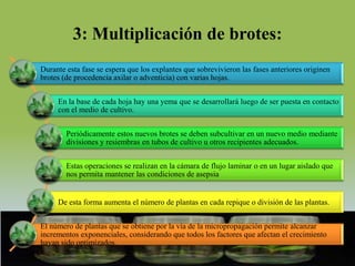 3: Multiplicación de brotes:
Durante esta fase se espera que los explantes que sobrevivieron las fases anteriores originen
brotes (de procedencia axilar o adventicia) con varias hojas.


     En la base de cada hoja hay una yema que se desarrollará luego de ser puesta en contacto
     con el medio de cultivo.


        Periódicamente estos nuevos brotes se deben subcultivar en un nuevo medio mediante
        divisiones y resiembras en tubos de cultivo u otros recipientes adecuados.


        Estas operaciones se realizan en la cámara de flujo laminar o en un lugar aislado que
        nos permita mantener las condiciones de asepsia


     De esta forma aumenta el número de plantas en cada repique o división de las plantas.


El número de plantas que se obtiene por la vía de la micropropagación permite alcanzar
incrementos exponenciales, considerando que todos los factores que afectan el crecimiento
hayan sido optimizados.
 