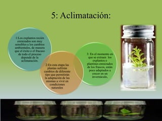 5: Aclimatación:

1:Los explantos recién
  enraizados son muy
sensibles a los cambios
ambientales, de manera
que el éxito o el fracaso
   de todo el proceso                           3: En el momento en
     depende de la                               que se extraen los
     aclimatación.                                   explantos o
                          2:En esta etapa las   plantines enraizados
                           plantas sufrirán     de los frascos, están
                        cambios de diferente      poco adaptados a
                         tipo que permitirán        crecer en un
                         la adaptación de las       invernáculo,
                          mismas a vivir en
                             condiciones
                              naturales
 