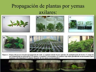 Propagación de plantas por yemas
            axilares:
 