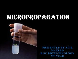 MICROPROPAGATION

PRESENTED BY ADIL
MAZEED
B.SC BIOTECHNOLOGY
3 RD YEAR

 
