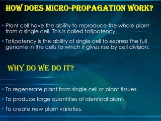 HOW does micro-propagation work?
 Plant cell have the ability to reproduce the whole plant
from a single cell. This is called totipotency.
 Totipotency is the ability of single cell to express the full
genome in the cells to which it gives rise by cell division.

Why do we do it?
 To regenerate plant from single cell or plant tissues.

 To produce large quantities of identical plant.
 To create new plant varieties.

 
