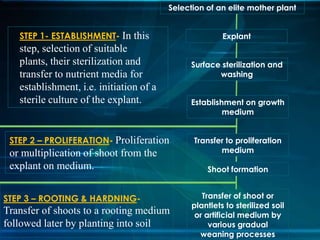 Selection of an elite mother plant

STEP 1- ESTABLISHMENT- In this

step, selection of suitable
plants, their sterilization and
transfer to nutrient media for
establishment, i.e. initiation of a
sterile culture of the explant.

STEP 2 – PROLIFERATION- Proliferation

or multiplication of shoot from the
explant on medium.
STEP 3 – ROOTING & HARDNING-

Transfer of shoots to a rooting medium
followed later by planting into soil

Explant
Surface sterilization and
washing
Establishment on growth
medium
Transfer to proliferation
medium
Shoot formation
Transfer of shoot or
plantlets to sterilized soil
or artificial medium by
various gradual
weaning processes

 