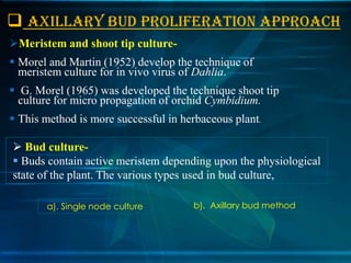  AXILLARY BUD PROLIFERATION APPROACH
Meristem and shoot tip culture Morel and Martin (1952) develop the technique of
meristem culture for in vivo virus of Dahlia.

 G. Morel (1965) was developed the technique shoot tip
culture for micro propagation of orchid Cymbidium.
 This method is more successful in herbaceous plant.

 Bud culture Buds contain active meristem depending upon the physiological
state of the plant. The various types used in bud culture,
a). Single node culture

b). Axillary bud method

 