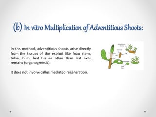 (b) In vitro Multiplication of Adventitious Shoots:
In this method, adventitious shoots arise directly
from the tissues of the explant like from stem,
tuber, bulb, leaf tissues other than leaf axils
remains (organogenesis).
It does not involve callus mediated regeneration.
 