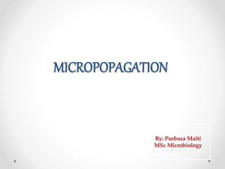 MICROPOPAGATION
By: Purbasa Maiti
MSc Microbiology
 