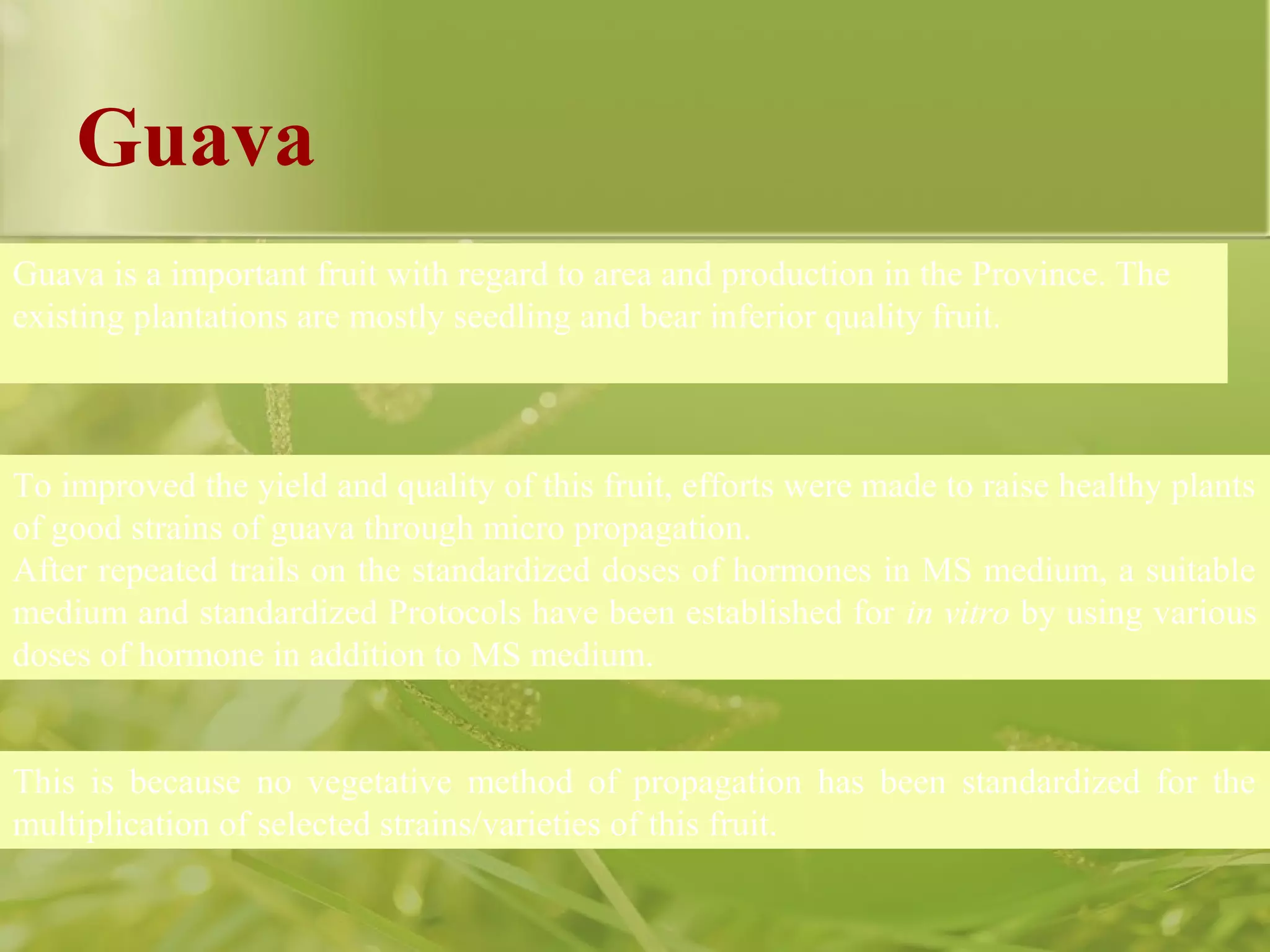 Guava
Guava is a important fruit with regard to area and production in the Province. The
existing plantations are mostly seedling and bear inferior quality fruit.
To improved the yield and quality of this fruit, efforts were made to raise healthy plants
of good strains of guava through micro propagation.
After repeated trails on the standardized doses of hormones in MS medium, a suitable
medium and standardized Protocols have been established for in vitro by using various
doses of hormone in addition to MS medium.
This is because no vegetative method of propagation has been standardized for the
multiplication of selected strains/varieties of this fruit.
 