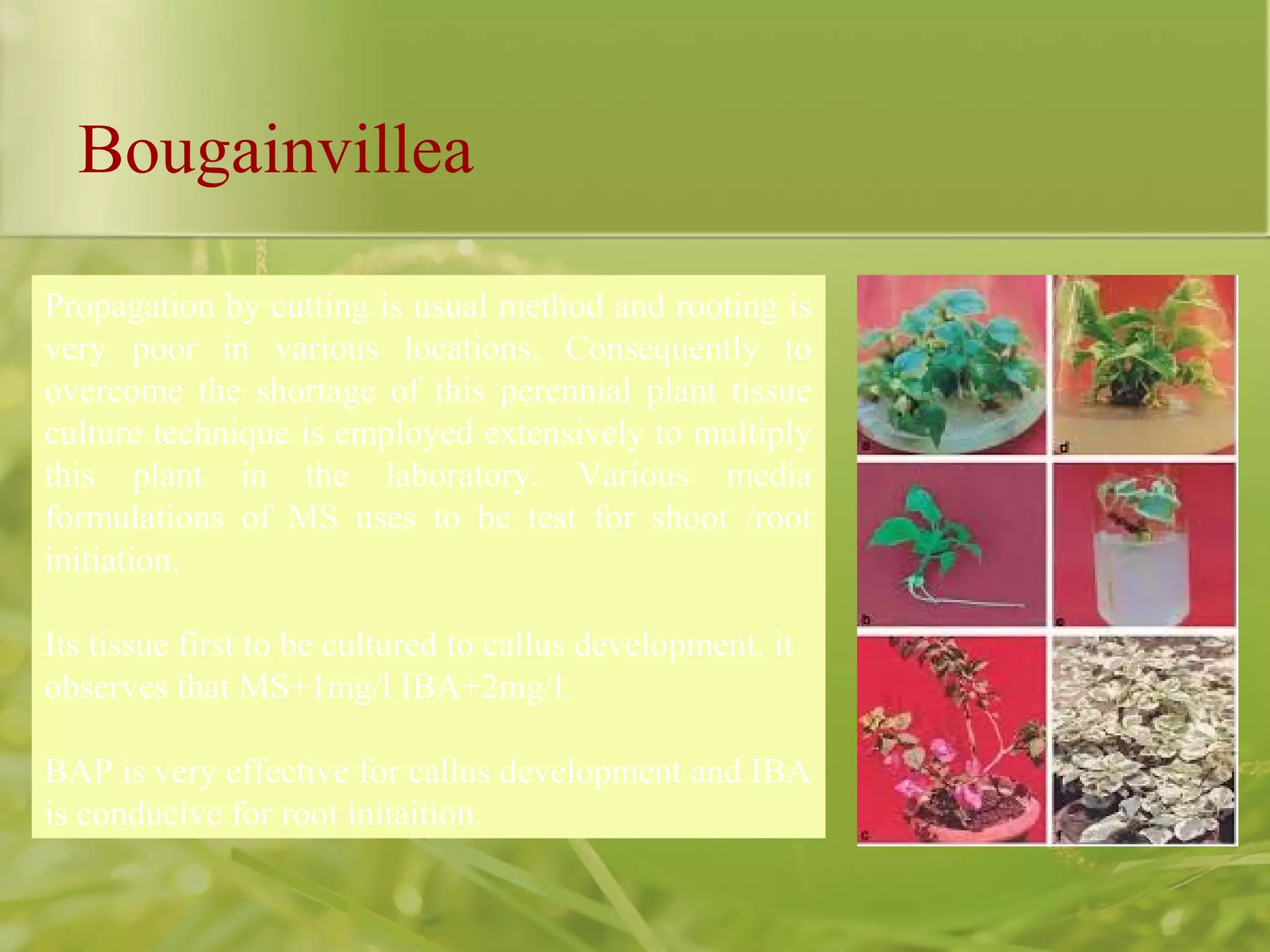Bougainvillea
Propagation by cutting is usual method and rooting is
very poor in various locations. Consequently to
overcome the shortage of this perennial plant tissue
culture technique is employed extensively to multiply
this plant in the laboratory. Various media
formulations of MS uses to be test for shoot /root
initiation.
Its tissue first to be cultured to callus development. it
observes that MS+1mg/l IBA+2mg/l.
BAP is very effective for callus development and IBA
is conducive for root initaition.
 