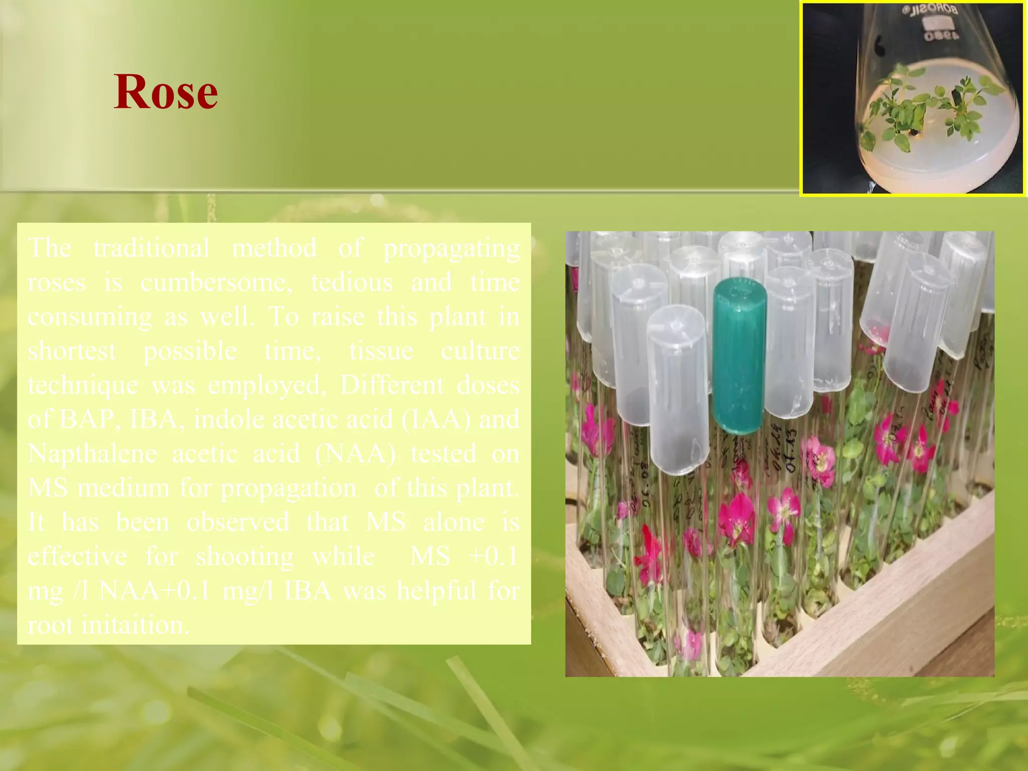 The traditional method of propagating
roses is cumbersome, tedious and time
consuming as well. To raise this plant in
shortest possible time, tissue culture
technique was employed, Different doses
of BAP, IBA, indole acetic acid (IAA) and
Napthalene acetic acid (NAA) tested on
MS medium for propagation of this plant.
It has been observed that MS alone is
effective for shooting while MS +0.1
mg /l NAA+0.1 mg/l IBA was helpful for
root initaition.
Rose
 