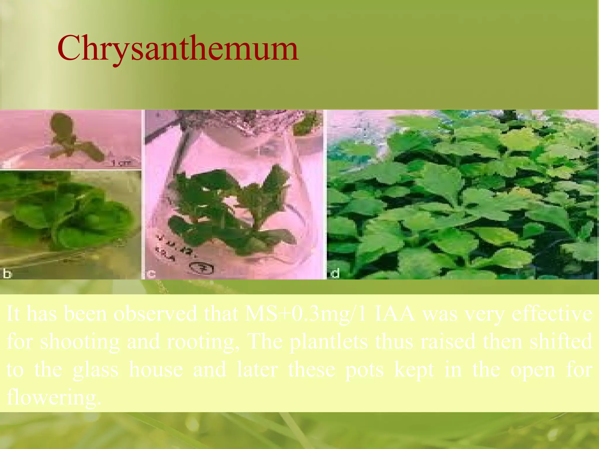 It has been observed that MS+0.3mg/1 IAA was very effective
for shooting and rooting, The plantlets thus raised then shifted
to the glass house and later these pots kept in the open for
flowering.
Chrysanthemum
 