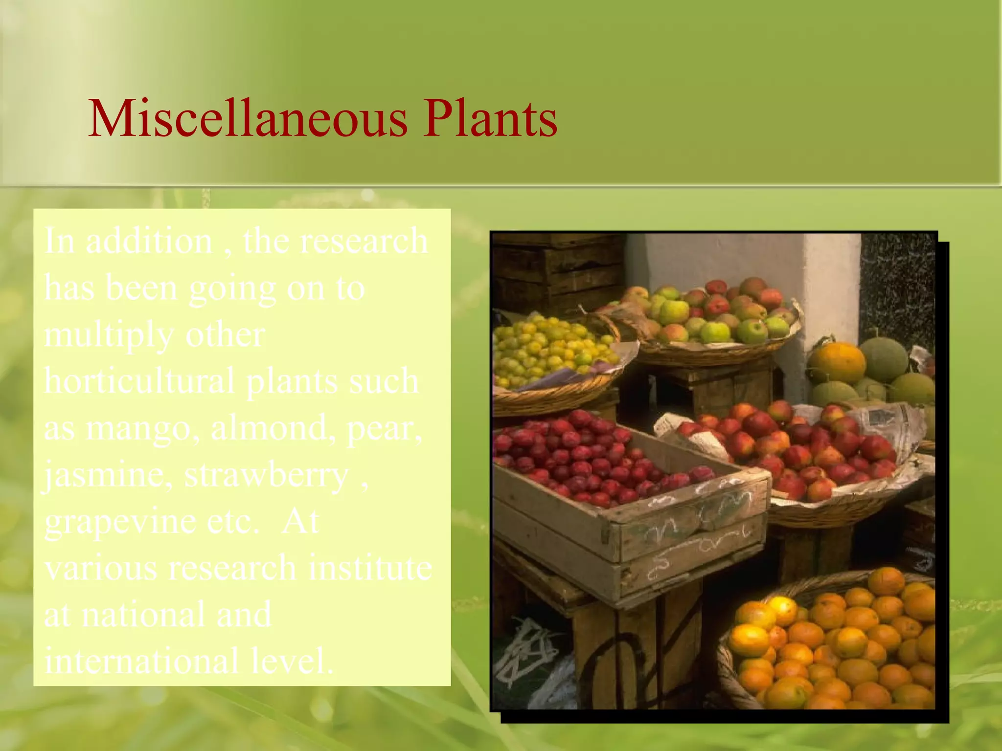 In addition , the research
has been going on to
multiply other
horticultural plants such
as mango, almond, pear,
jasmine, strawberry ,
grapevine etc. At
various research institute
at national and
international level.
Miscellaneous Plants
 