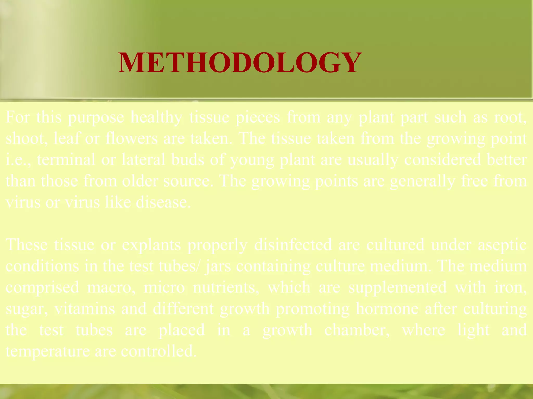 METHODOLOGY
For this purpose healthy tissue pieces from any plant part such as root,
shoot, leaf or flowers are taken. The tissue taken from the growing point
i.e., terminal or lateral buds of young plant are usually considered better
than those from older source. The growing points are generally free from
virus or virus like disease.
These tissue or explants properly disinfected are cultured under aseptic
conditions in the test tubes/ jars containing culture medium. The medium
comprised macro, micro nutrients, which are supplemented with iron,
sugar, vitamins and different growth promoting hormone after culturing
the test tubes are placed in a growth chamber, where light and
temperature are controlled.
 