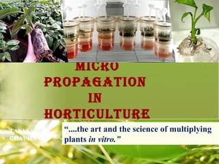 Micro
propagation
in
Horticulture
“....the art and the science of multiplying
plants in vitro.”
TANVI SINGH
CHAUHAN
 