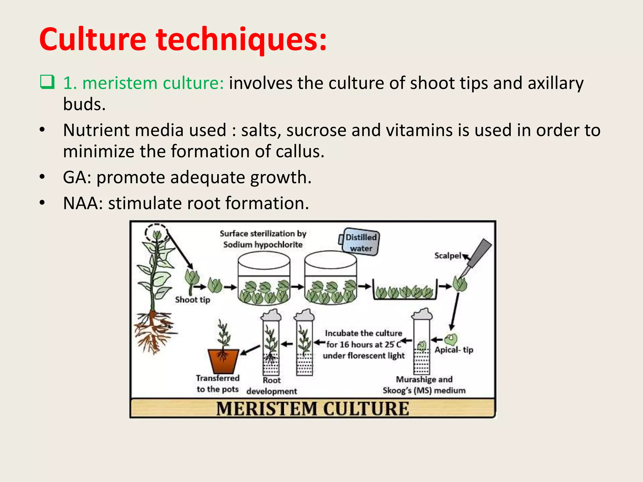 Culture techniques:
 1. meristem culture: involves the culture of shoot tips and axillary
buds.
• Nutrient media used : salts, sucrose and vitamins is used in order to
minimize the formation of callus.
• GA: promote adequate growth.
• NAA: stimulate root formation.
 