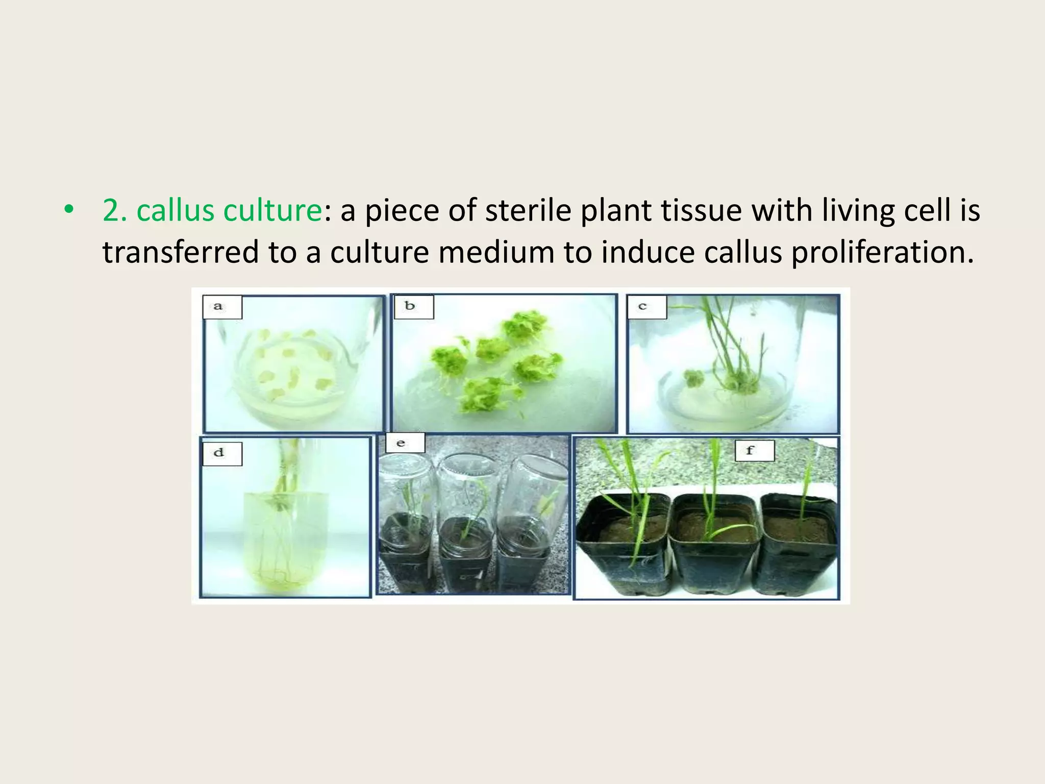 • 2. callus culture: a piece of sterile plant tissue with living cell is
transferred to a culture medium to induce callus proliferation.
 