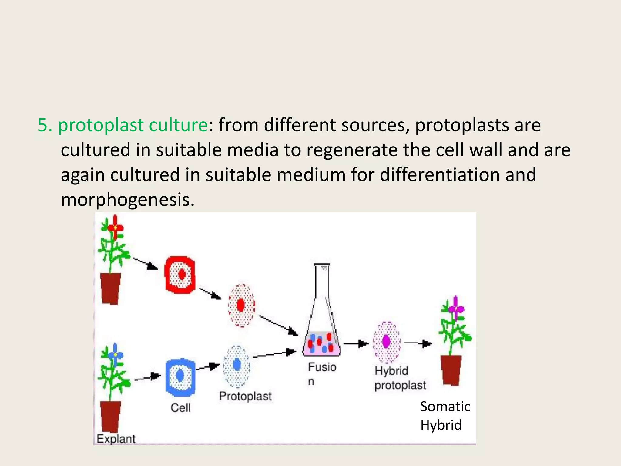 5. protoplast culture: from different sources, protoplasts are
cultured in suitable media to regenerate the cell wall and are
again cultured in suitable medium for differentiation and
morphogenesis.
Somatic
Hybrid
 