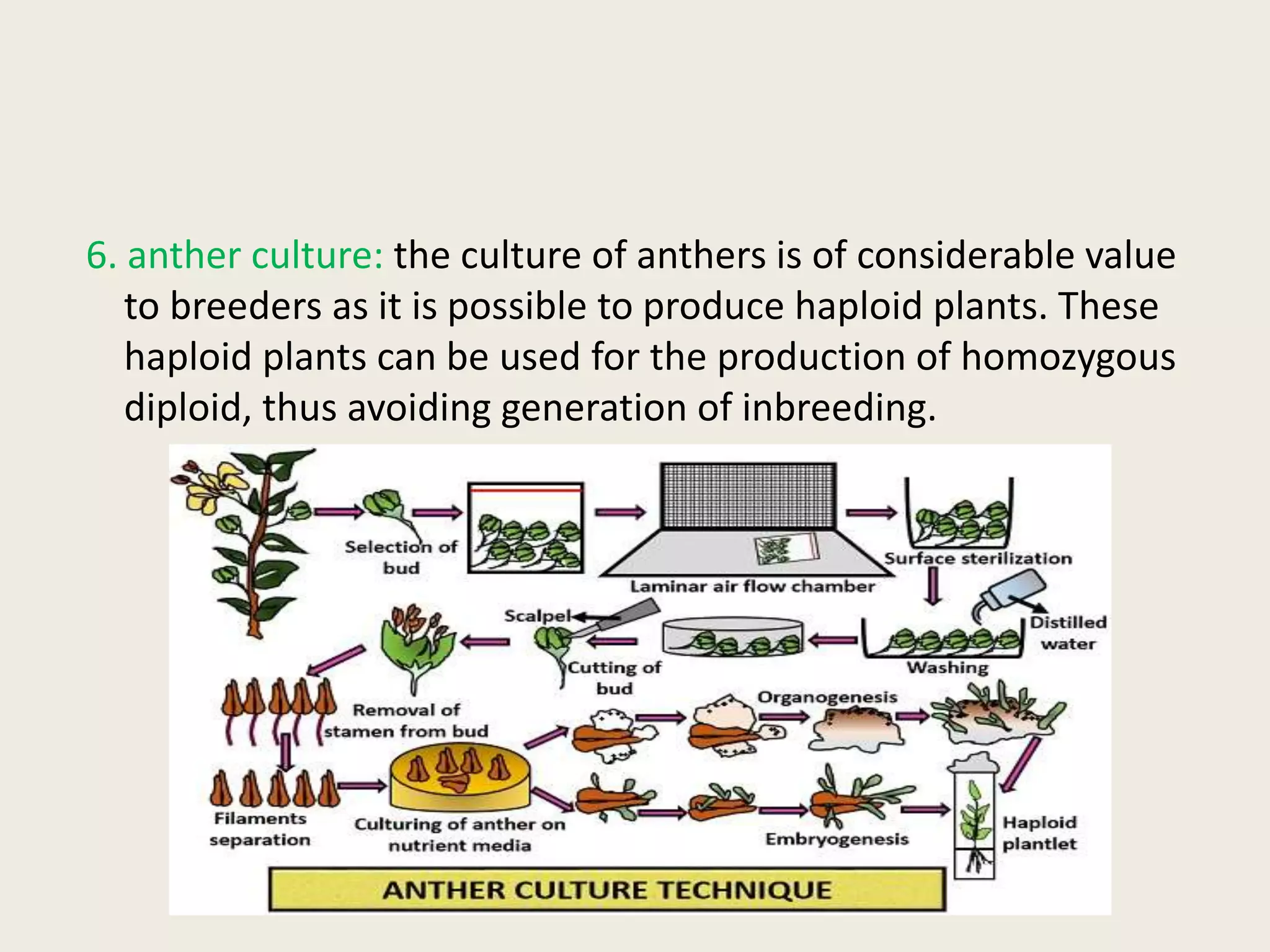 6. anther culture: the culture of anthers is of considerable value
to breeders as it is possible to produce haploid plants. These
haploid plants can be used for the production of homozygous
diploid, thus avoiding generation of inbreeding.
 