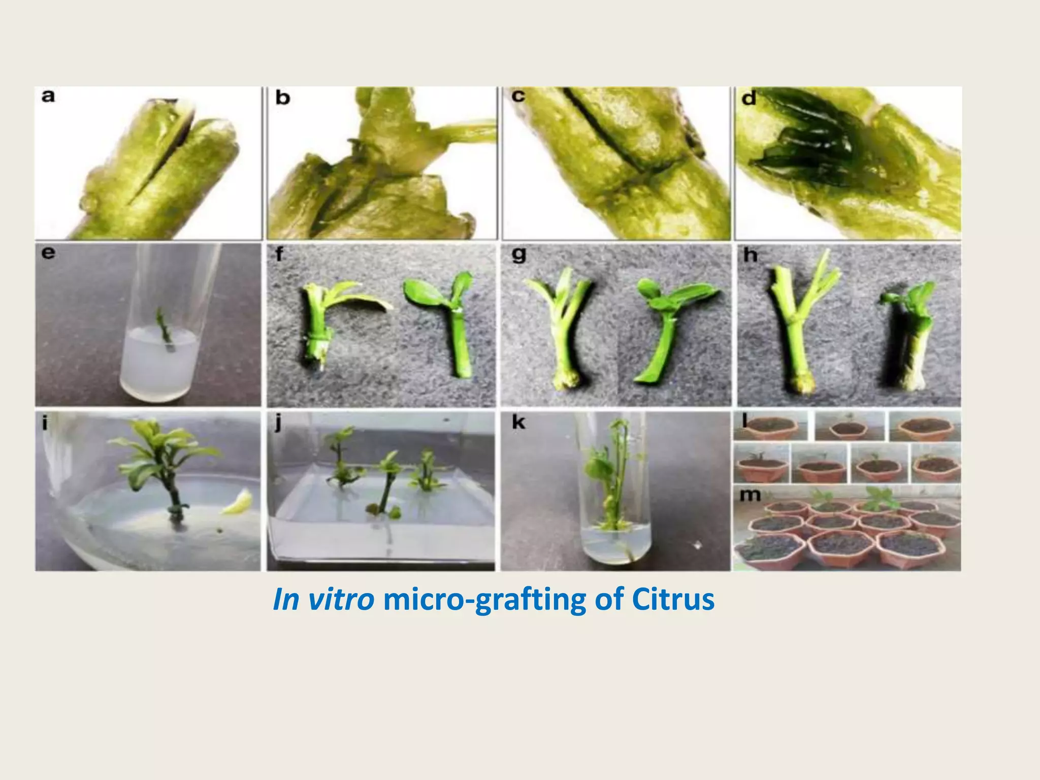 In vitro micro-grafting of Citrus
 