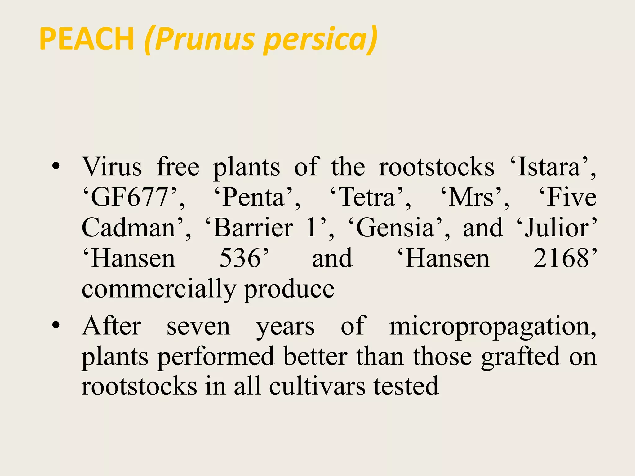 PEACH (Prunus persica)
• Virus free plants of the rootstocks ‘Istara’,
‘GF677’, ‘Penta’, ‘Tetra’, ‘Mrs’, ‘Five
Cadman’, ‘Barrier 1’, ‘Gensia’, and ‘Julior’
‘Hansen 536’ and ‘Hansen 2168’
commercially produce
• After seven years of micropropagation,
plants performed better than those grafted on
rootstocks in all cultivars tested
 