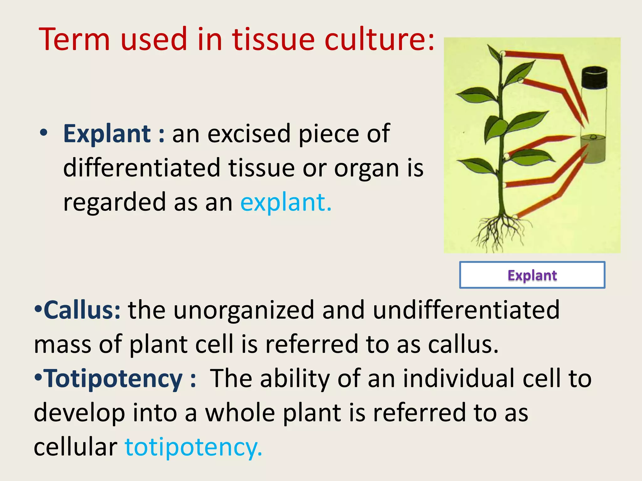 Term used in tissue culture:
• Explant : an excised piece of
differentiated tissue or organ is
regarded as an explant.
•Callus: the unorganized and undifferentiated
mass of plant cell is referred to as callus.
•Totipotency : The ability of an individual cell to
develop into a whole plant is referred to as
cellular totipotency.
Explant
 