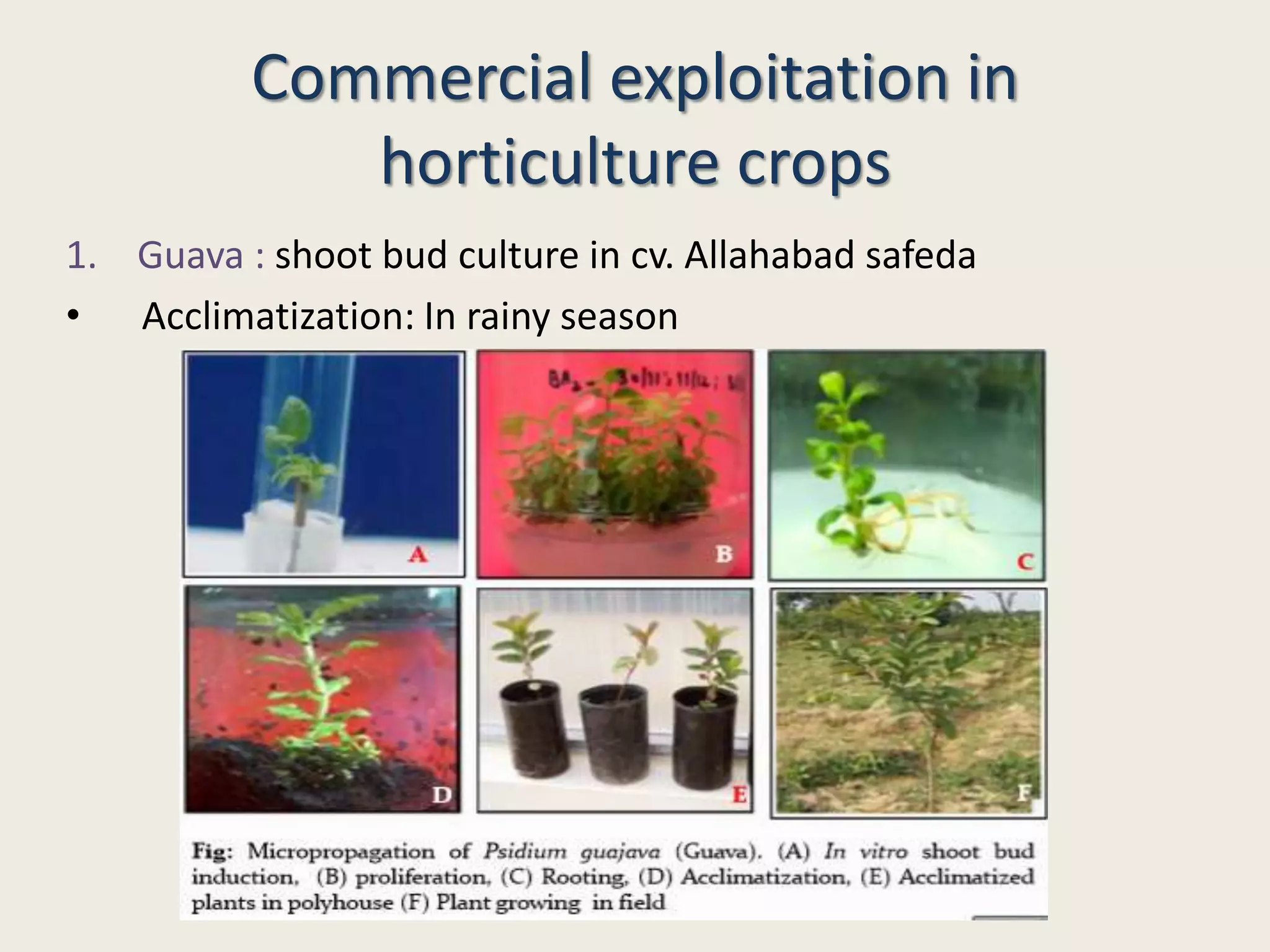 Commercial exploitation in
horticulture crops
1. Guava : shoot bud culture in cv. Allahabad safeda
• Acclimatization: In rainy season
 