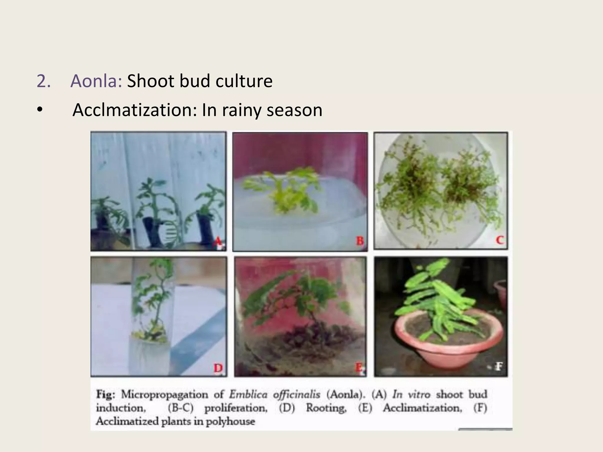 2. Aonla: Shoot bud culture
• Acclmatization: In rainy season
 