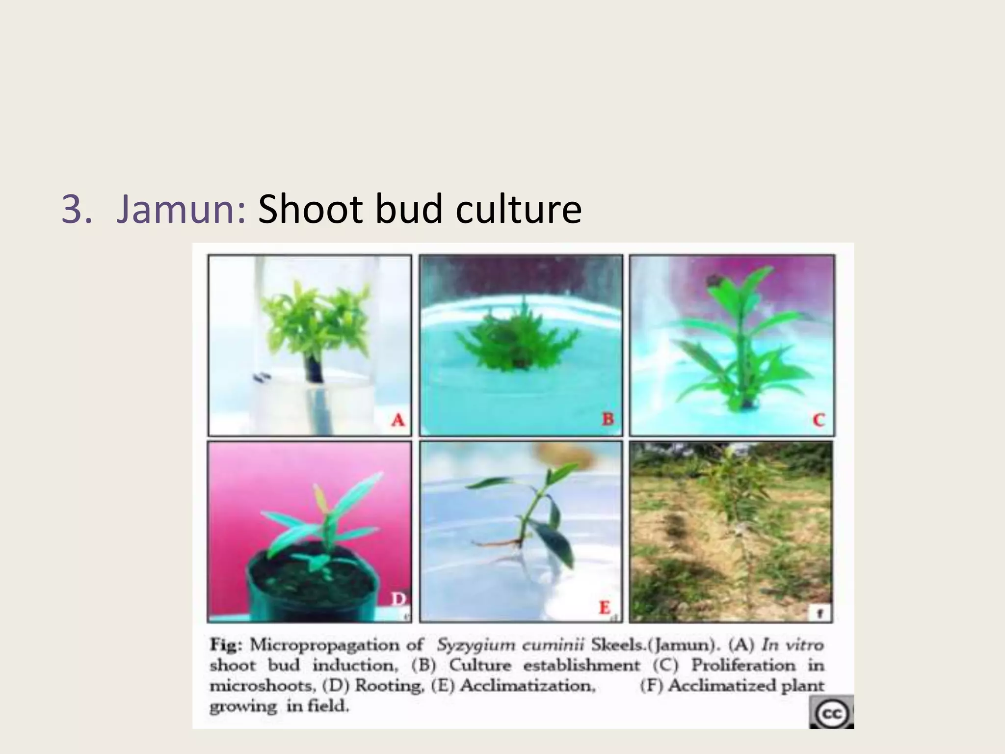 3. Jamun: Shoot bud culture
 