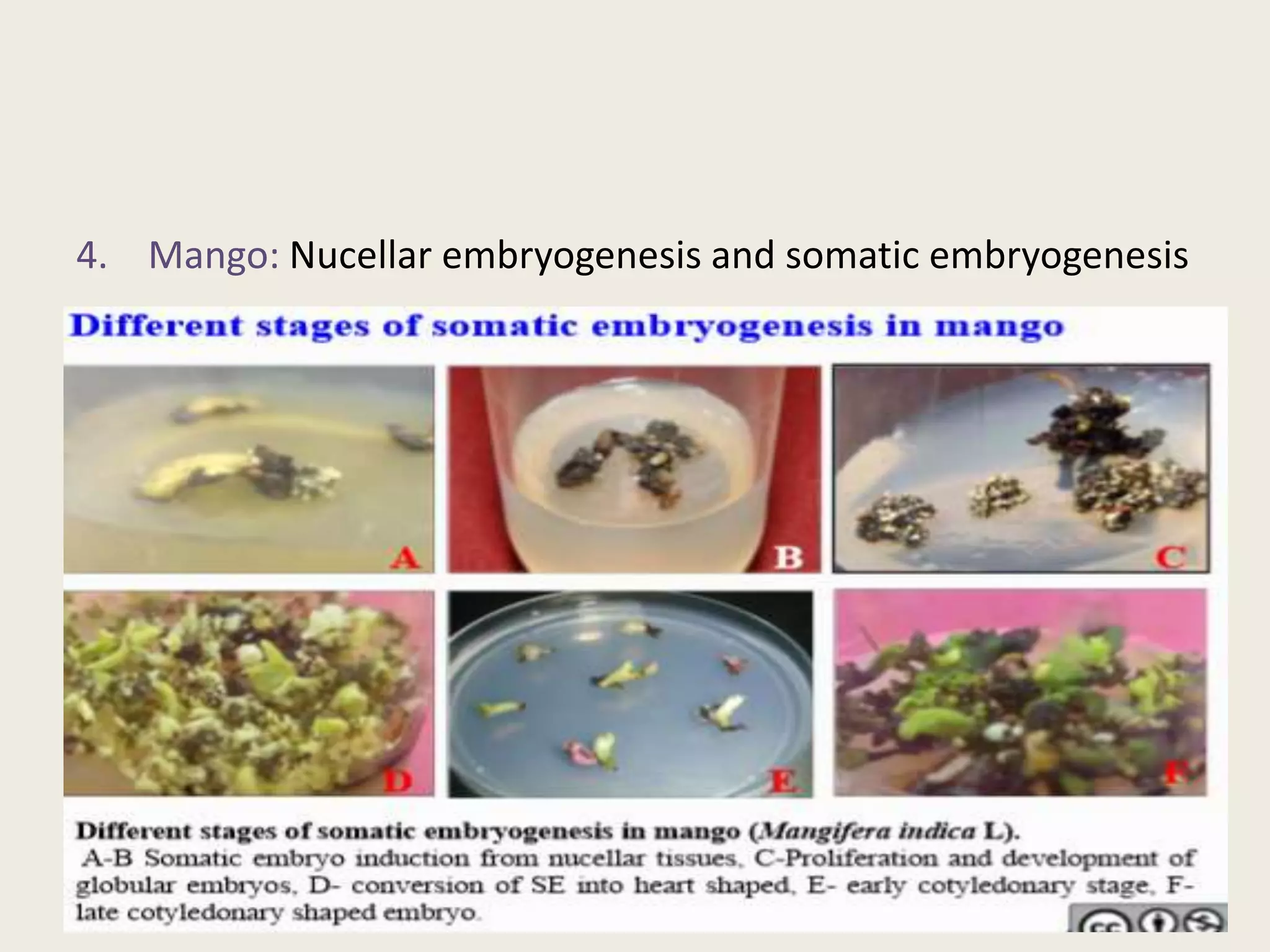4. Mango: Nucellar embryogenesis and somatic embryogenesis
 