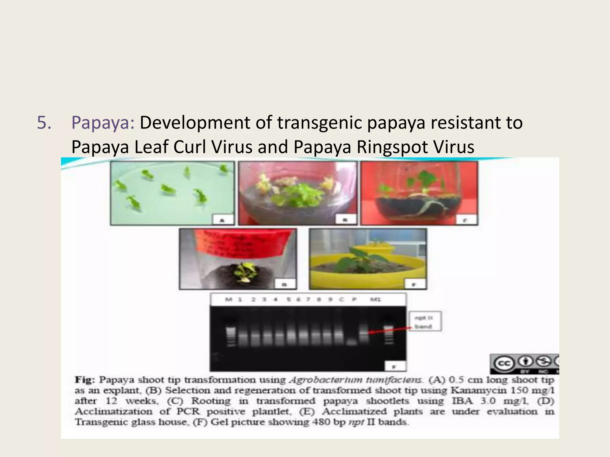 5. Papaya: Development of transgenic papaya resistant to
Papaya Leaf Curl Virus and Papaya Ringspot Virus
 
