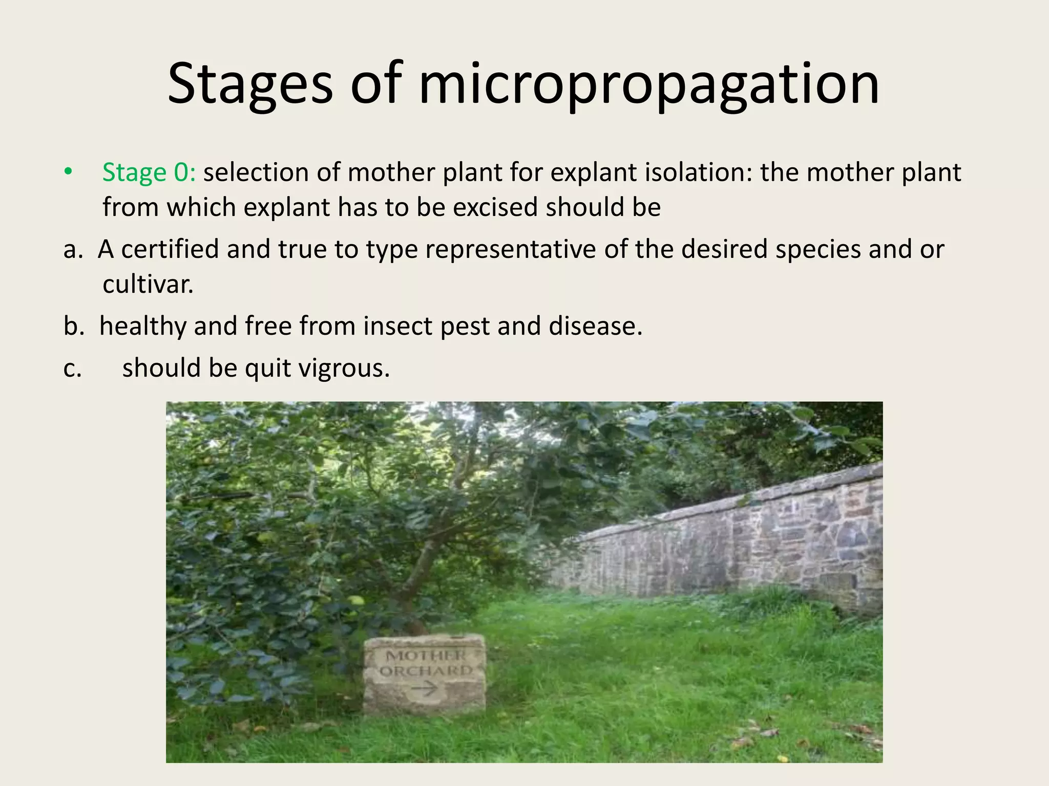 Stages of micropropagation
• Stage 0: selection of mother plant for explant isolation: the mother plant
from which explant has to be excised should be
a. A certified and true to type representative of the desired species and or
cultivar.
b. healthy and free from insect pest and disease.
c. should be quit vigrous.
 