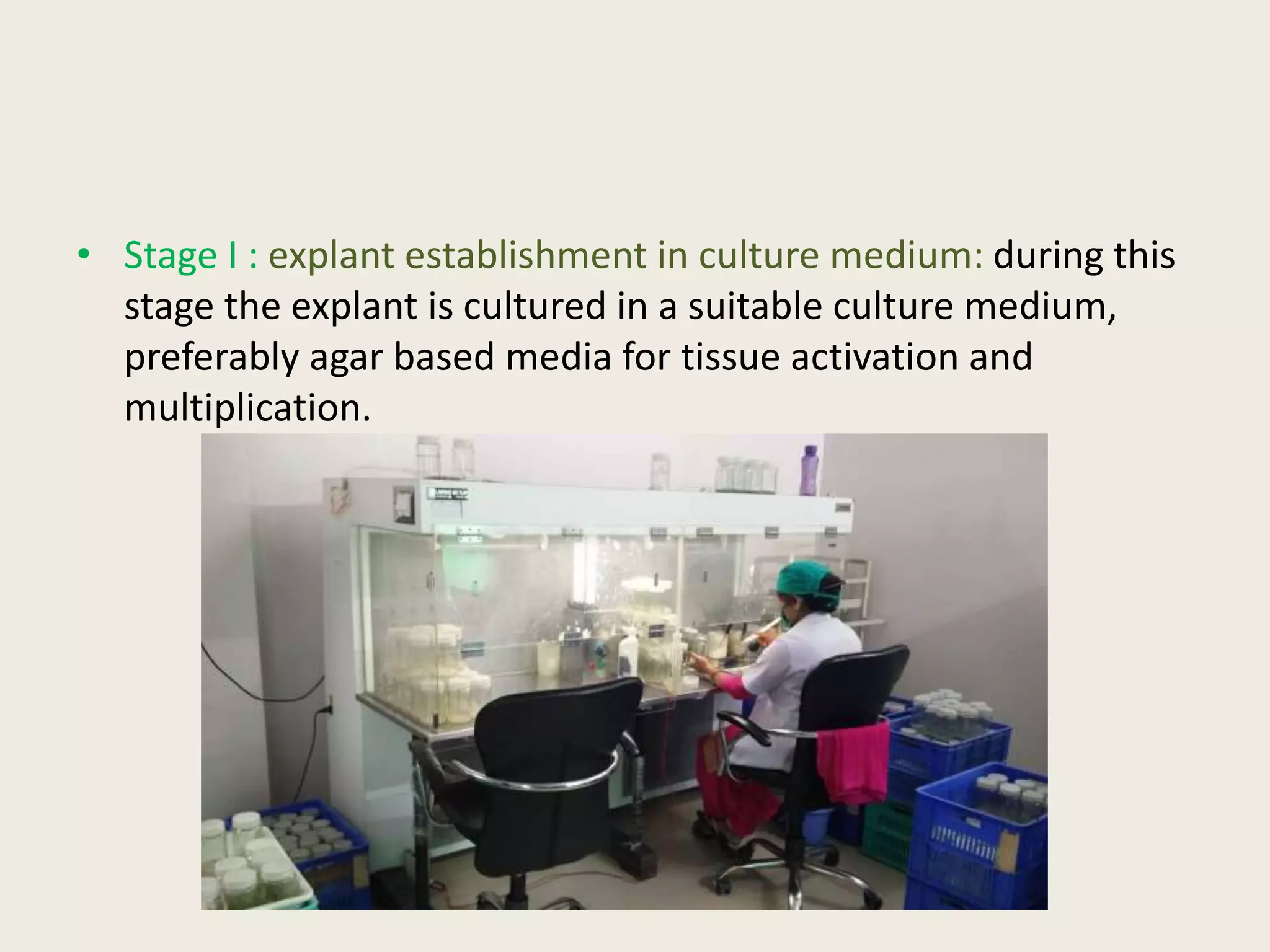 • Stage I : explant establishment in culture medium: during this
stage the explant is cultured in a suitable culture medium,
preferably agar based media for tissue activation and
multiplication.
 