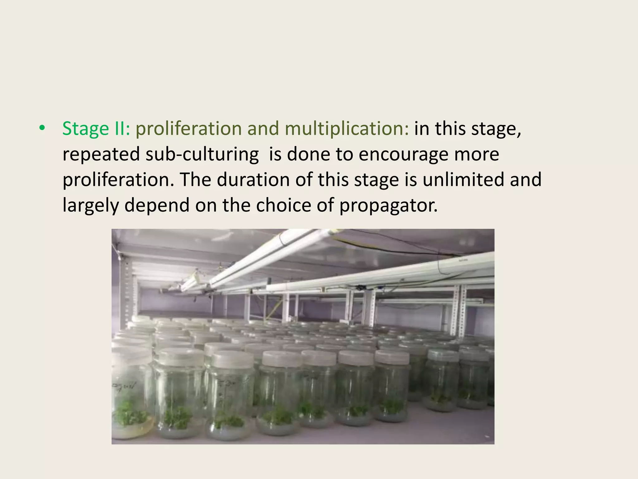 • Stage II: proliferation and multiplication: in this stage,
repeated sub-culturing is done to encourage more
proliferation. The duration of this stage is unlimited and
largely depend on the choice of propagator.
 
