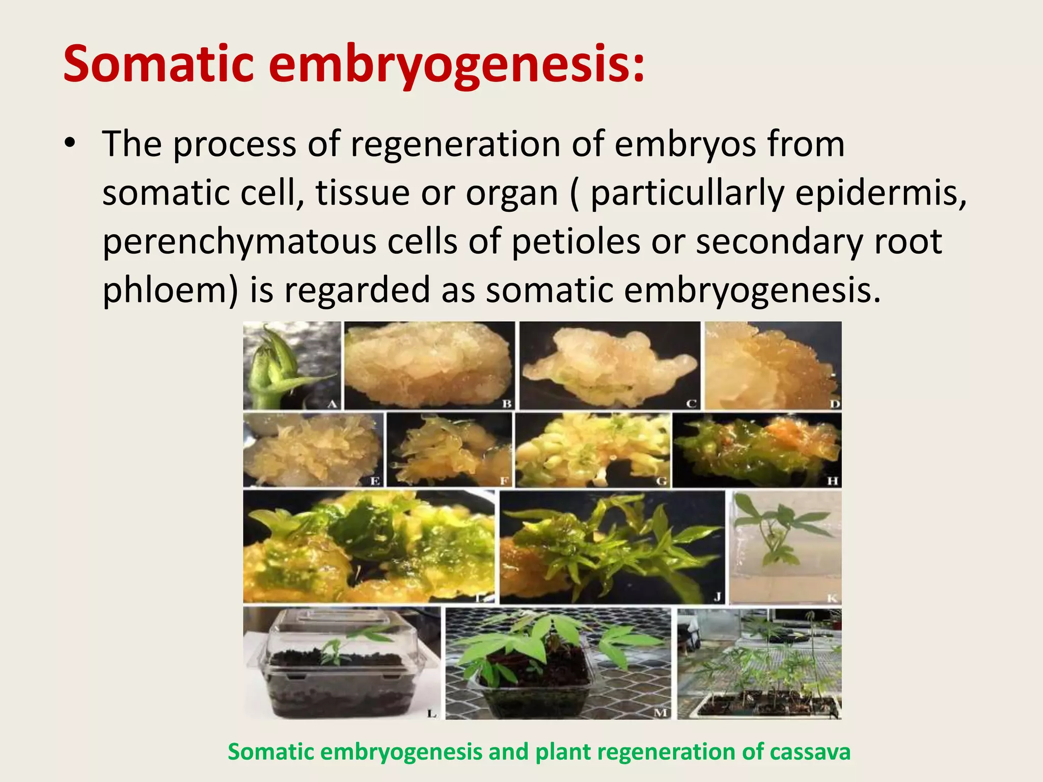Somatic embryogenesis:
• The process of regeneration of embryos from
somatic cell, tissue or organ ( particullarly epidermis,
perenchymatous cells of petioles or secondary root
phloem) is regarded as somatic embryogenesis.
Somatic embryogenesis and plant regeneration of cassava
 