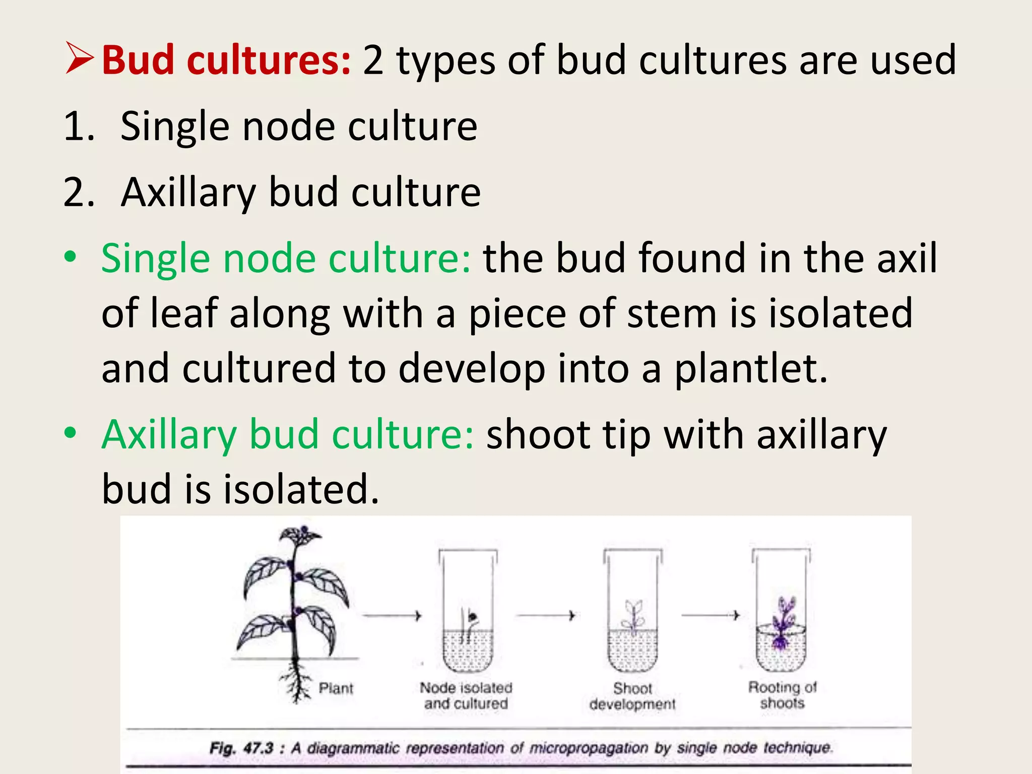 Bud cultures: 2 types of bud cultures are used
1. Single node culture
2. Axillary bud culture
• Single node culture: the bud found in the axil
of leaf along with a piece of stem is isolated
and cultured to develop into a plantlet.
• Axillary bud culture: shoot tip with axillary
bud is isolated.
 
