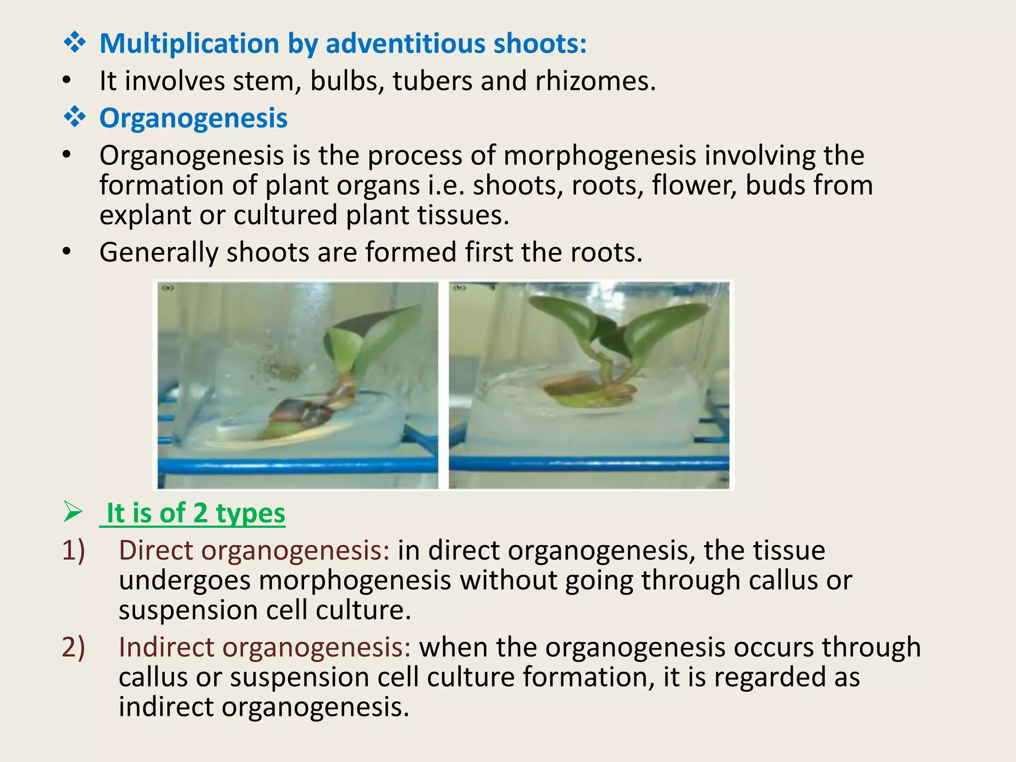  Multiplication by adventitious shoots:
• It involves stem, bulbs, tubers and rhizomes.
 Organogenesis
• Organogenesis is the process of morphogenesis involving the
formation of plant organs i.e. shoots, roots, flower, buds from
explant or cultured plant tissues.
• Generally shoots are formed first the roots.
 It is of 2 types
1) Direct organogenesis: in direct organogenesis, the tissue
undergoes morphogenesis without going through callus or
suspension cell culture.
2) Indirect organogenesis: when the organogenesis occurs through
callus or suspension cell culture formation, it is regarded as
indirect organogenesis.
 