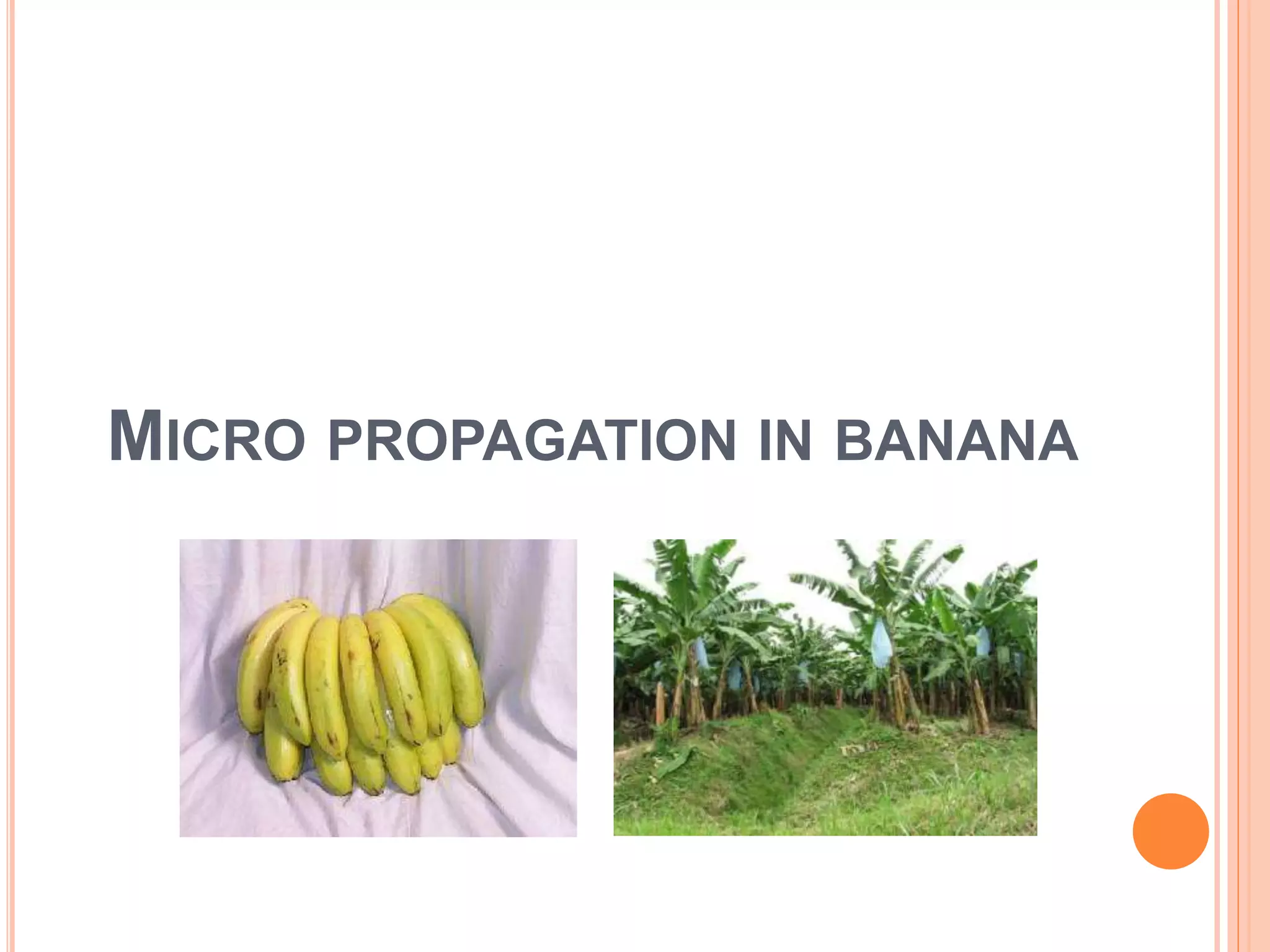 MICRO PROPAGATION IN BANANA
 