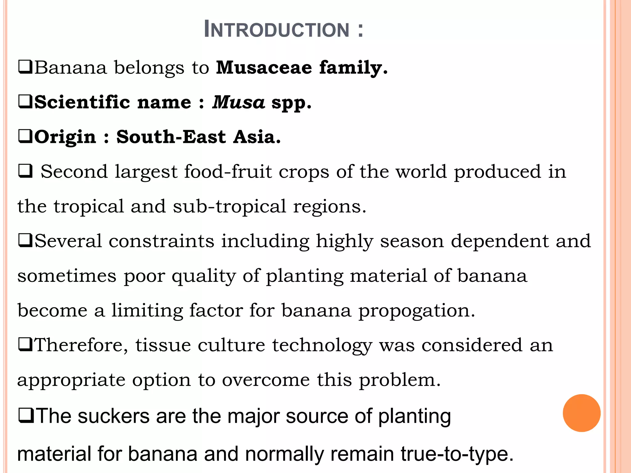INTRODUCTION :
Banana belongs to Musaceae family.
Scientific name : Musa spp.
Origin : South-East Asia.
 Second largest food-fruit crops of the world produced in
the tropical and sub-tropical regions.
Several constraints including highly season dependent and
sometimes poor quality of planting material of banana
become a limiting factor for banana propogation.
Therefore, tissue culture technology was considered an
appropriate option to overcome this problem.
The suckers are the major source of planting
material for banana and normally remain true-to-type.
 