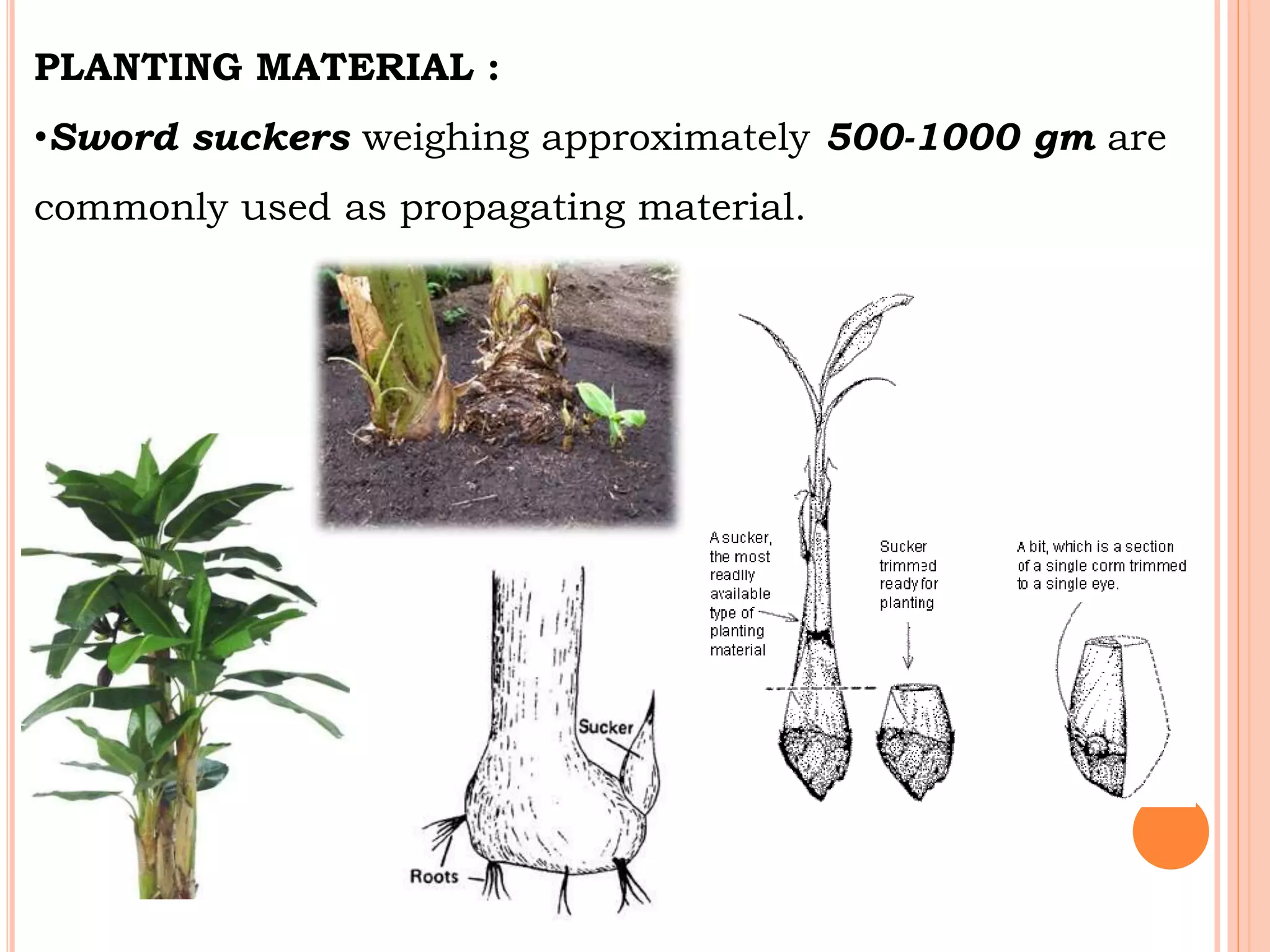 PLANTING MATERIAL :
•Sword suckers weighing approximately 500-1000 gm are
commonly used as propagating material.
 