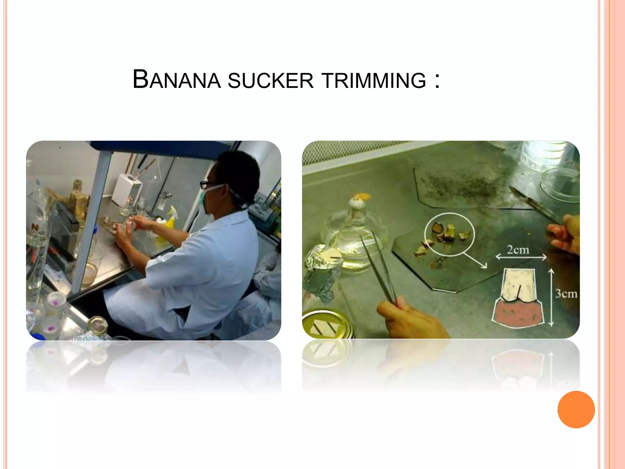 BANANA SUCKER TRIMMING :
 