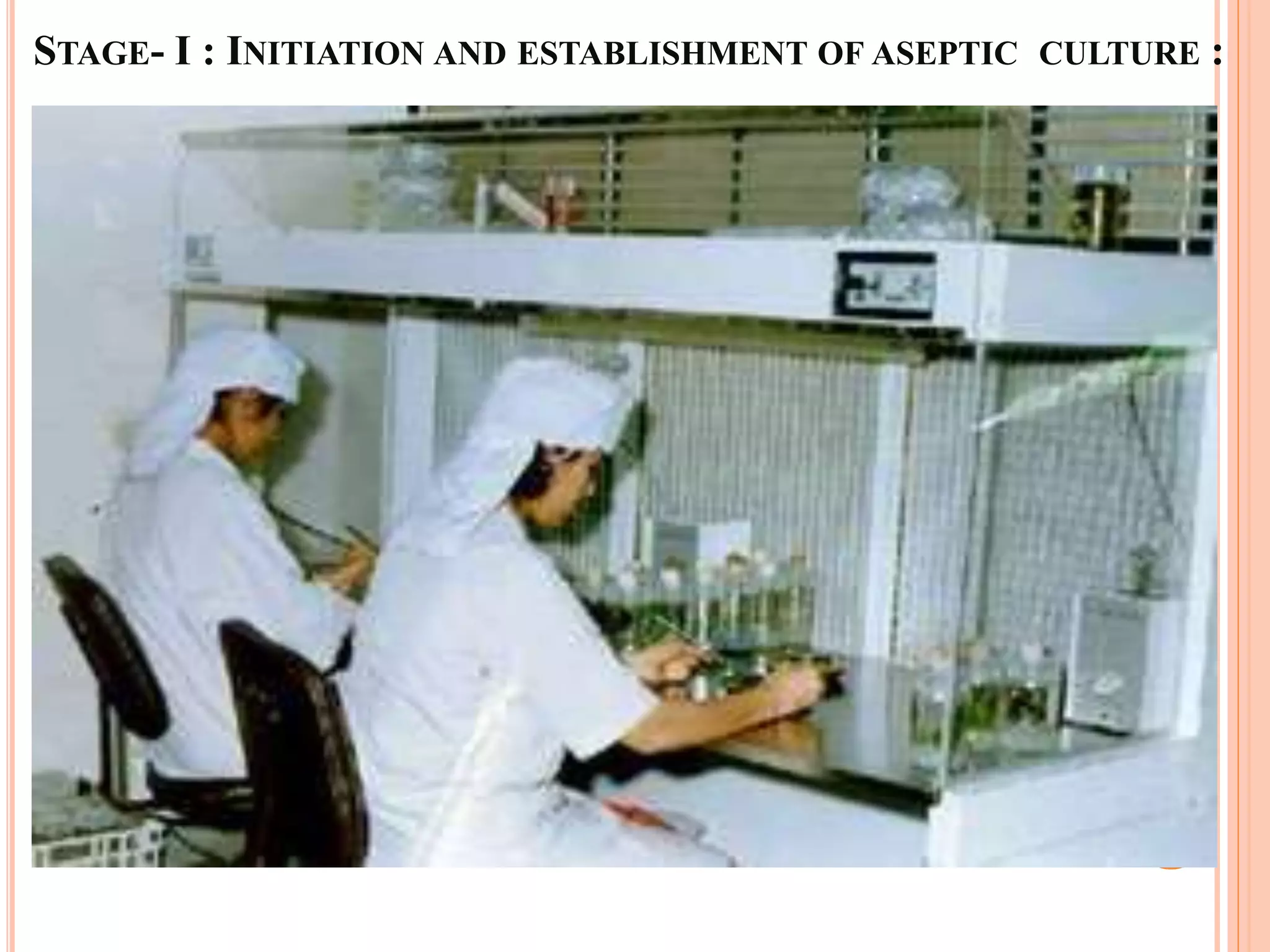 STAGE- I : INITIATION AND ESTABLISHMENT OF ASEPTIC CULTURE :
 
