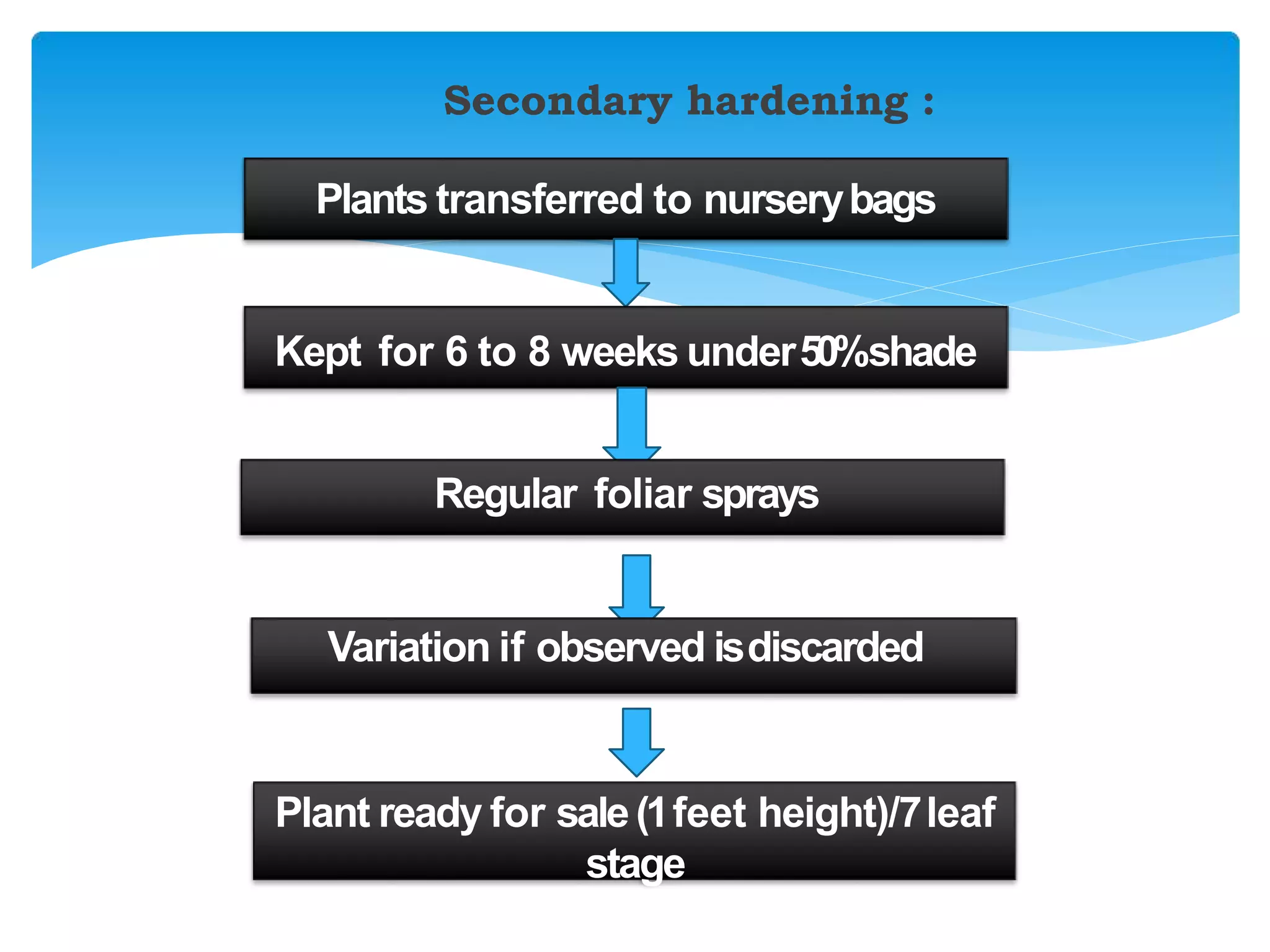 Secondary hardening :
Plants transferred to nurserybags
Kept for 6 to 8 weeks under50%shade
Regular foliar sprays
Variation if observed isdiscarded
Plant ready for sale(1feet height)/7leaf
stage
 