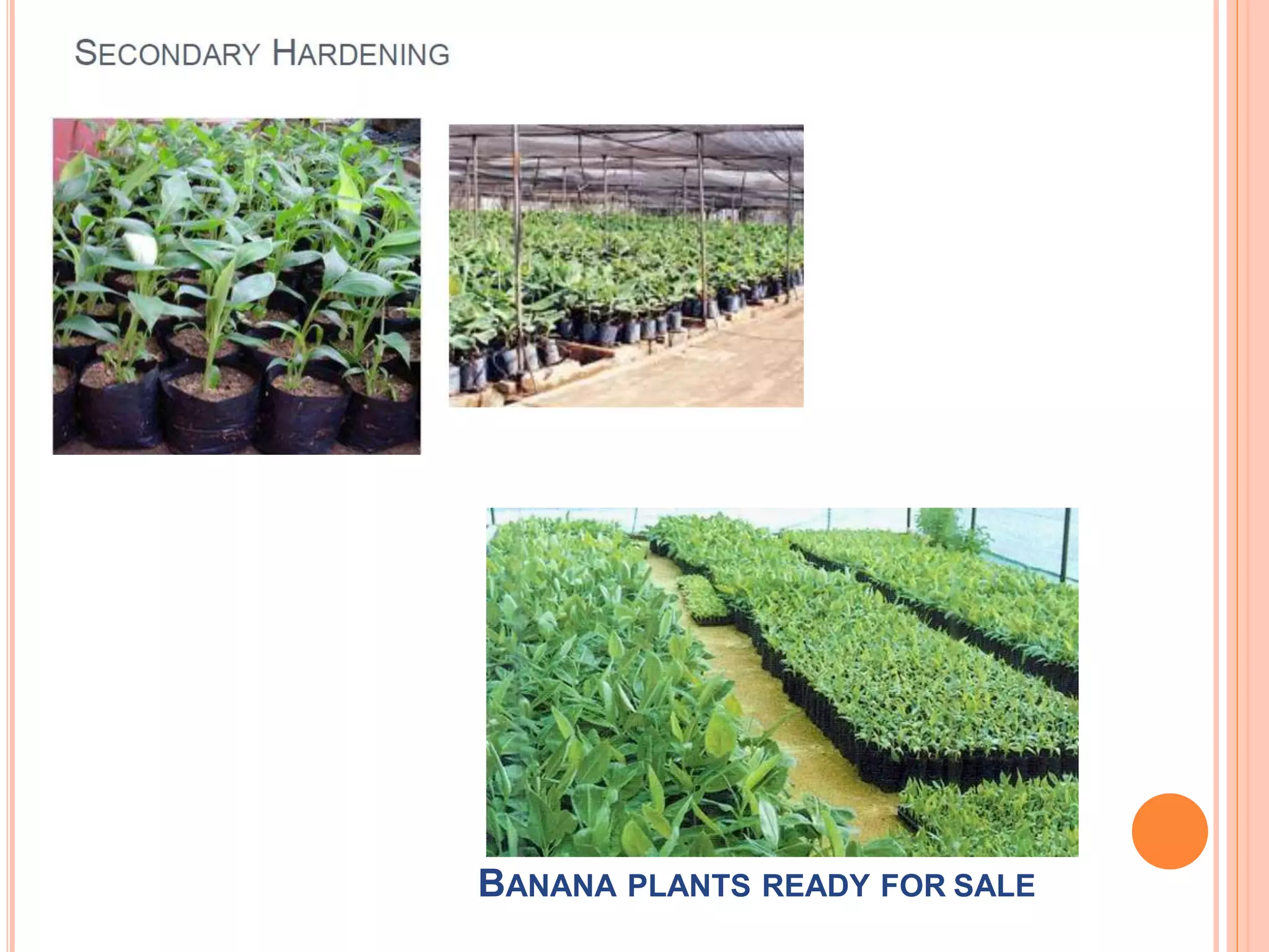BANANA PLANTS READY FOR SALE
 