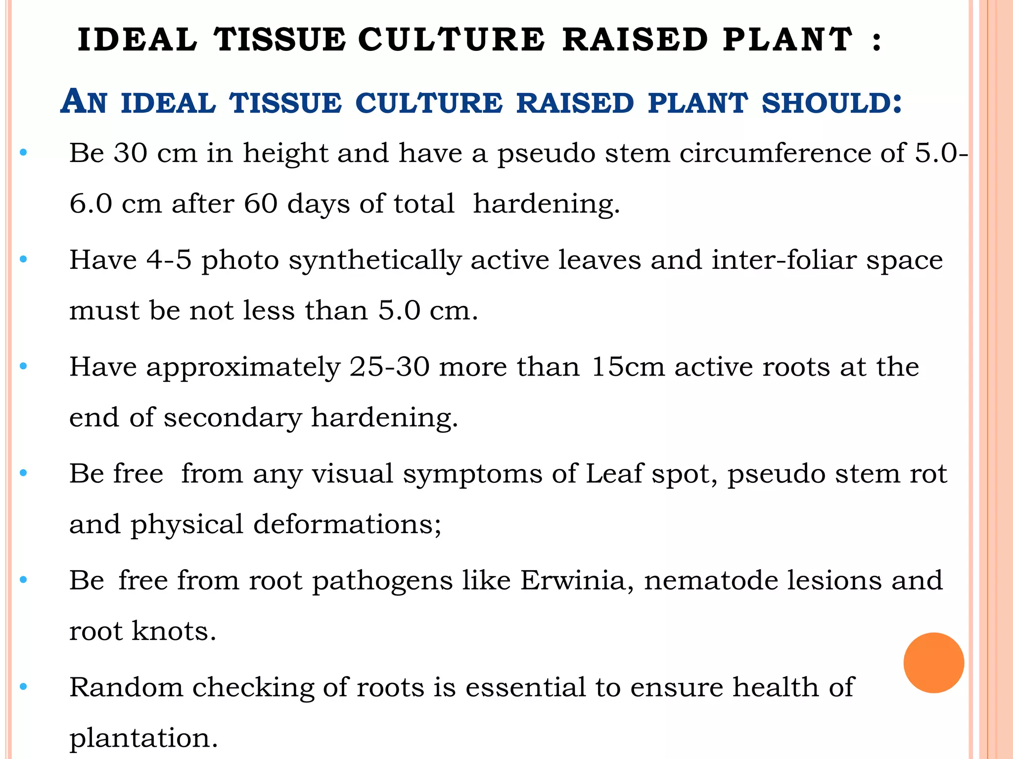 AN IDEAL TISSUE CULTURE RAISED PLANT SHOULD:
• Be 30 cm in height and have a pseudo stem circumference of 5.0-
6.0 cm after 60 days of total hardening.
• Have 4-5 photo synthetically active leaves and inter-foliar space
must be not less than 5.0 cm.
• Have approximately 25-30 more than 15cm active roots at the
end of secondary hardening.
• Be free from any visual symptoms of Leaf spot, pseudo stem rot
and physical deformations;
• Be free from root pathogens like Erwinia, nematode lesions and
root knots.
• Random checking of roots is essential to ensure health of
plantation.
IDEAL TISSUE CULTURE RAISED PLANT :
 