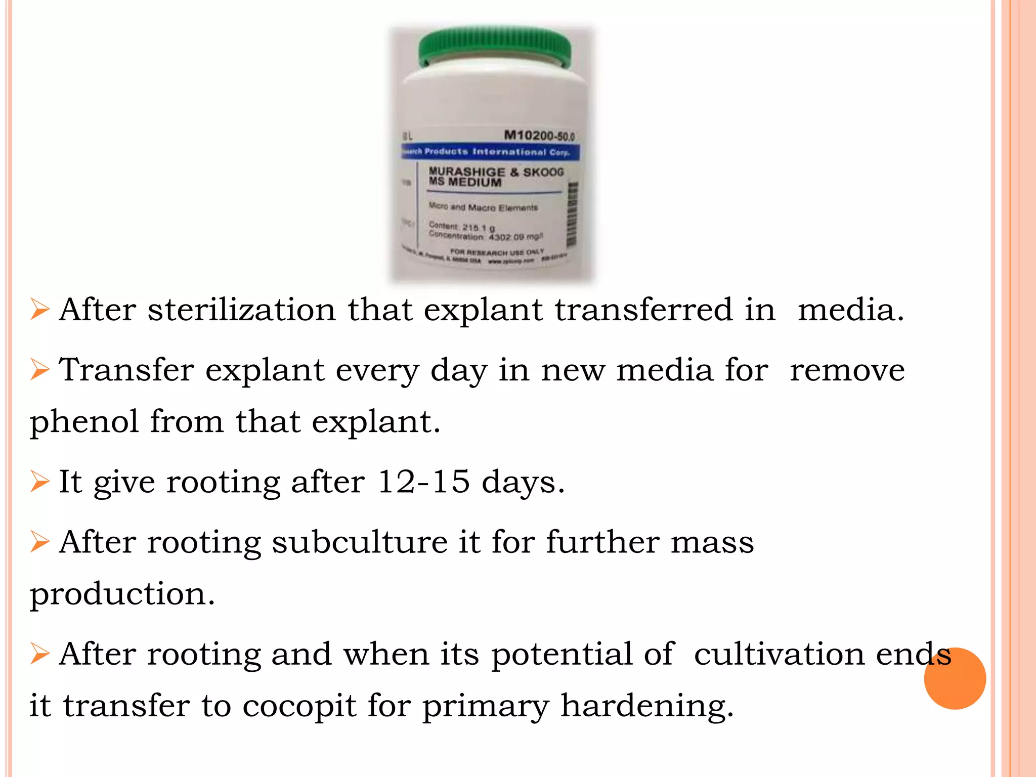  After sterilization that explant transferred in media.
 Transfer explant every day in new media for remove
phenol from that explant.
 It give rooting after 12-15 days.
 After rooting subculture it for further mass
production.
 After rooting and when its potential of cultivation ends
it transfer to cocopit for primary hardening.
 