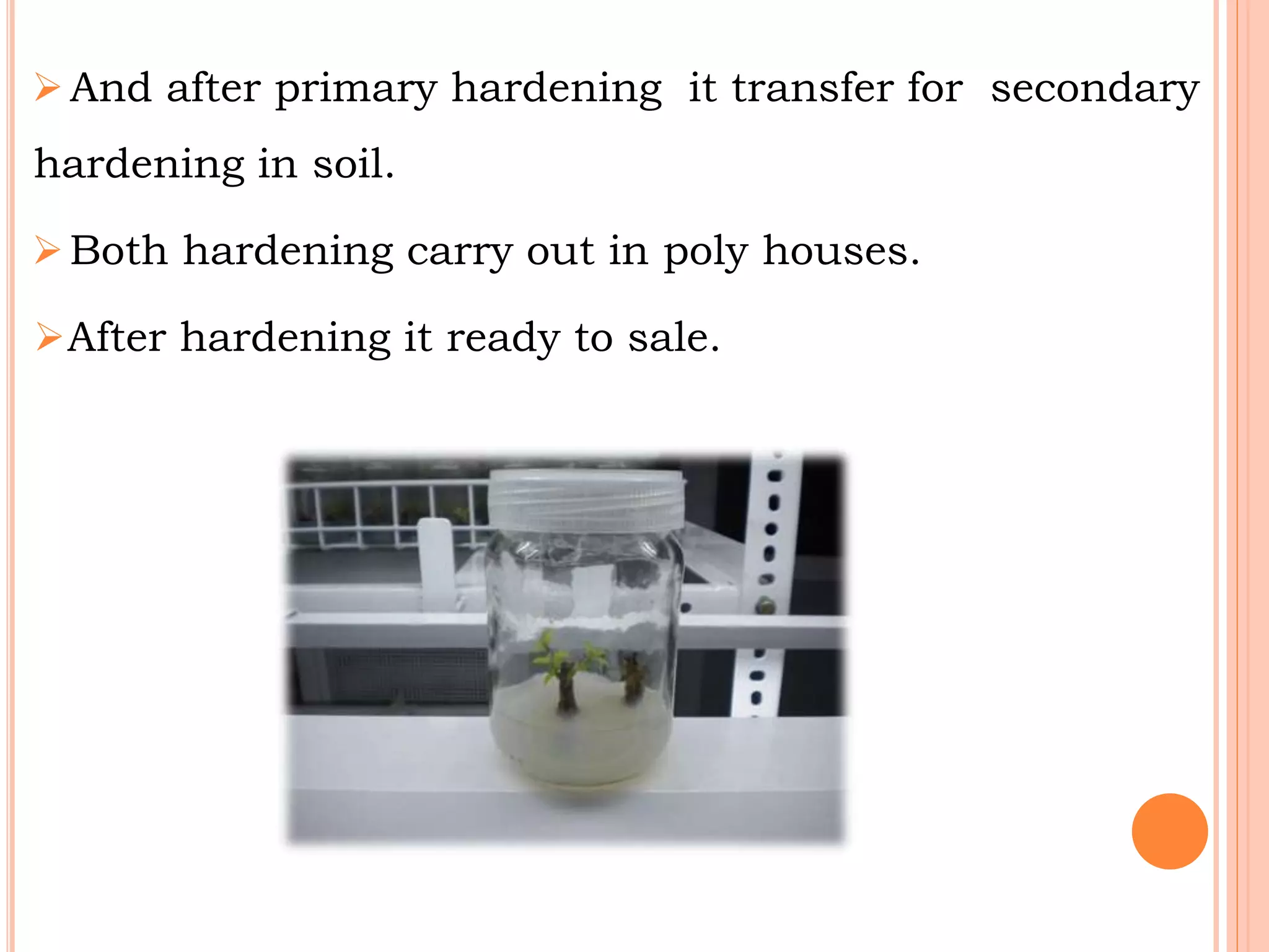 And after primary hardening it transfer for secondary
hardening in soil.
Both hardening carry out in poly houses.
After hardening it ready to sale.
 