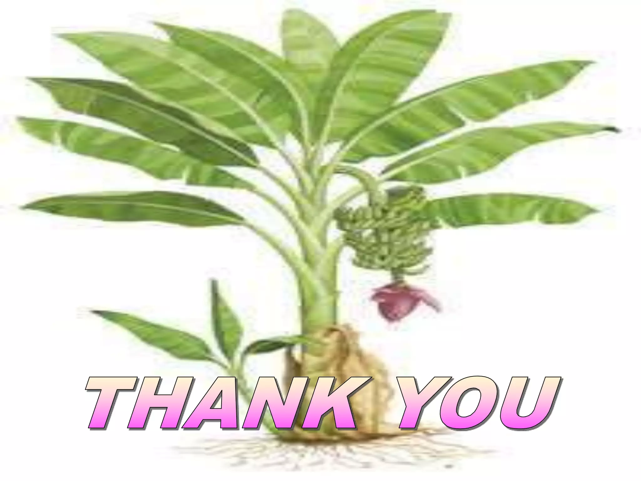 Micropropagation in banana and pomegranate