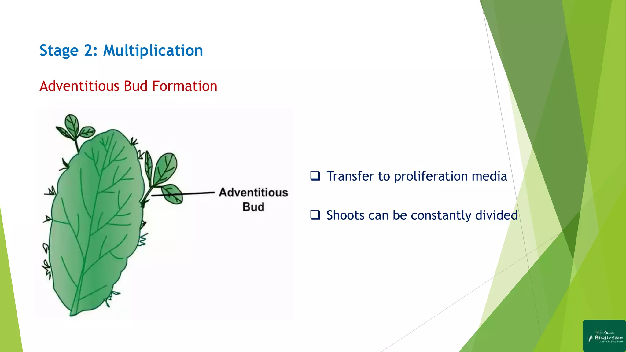 Stage 2: Multiplication
Adventitious Bud Formation
 Transfer to proliferation media
 Shoots can be constantly divided
 