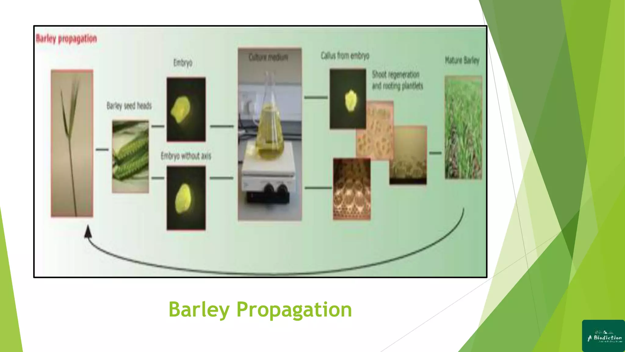 Barley Propagation
 