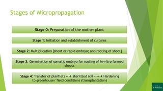 Stages of Micropropagation
Stage 0: Preparation of the mother plant
Stage 1: Initiation and establishment of cultures
Stage 2: Multiplication [shoot or rapid embryo; and rooting of shoot]
Stage 3: Germination of somatic embryo for rooting of in-vitro formed
shoots
Stage 4: Transfer of plantlets -- sterilized soil ---- Hardening
to greenhouse/ field conditions (transplantation)
 